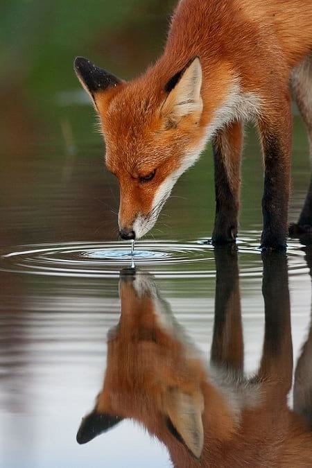 حیات وحش عکاسی از روباه 